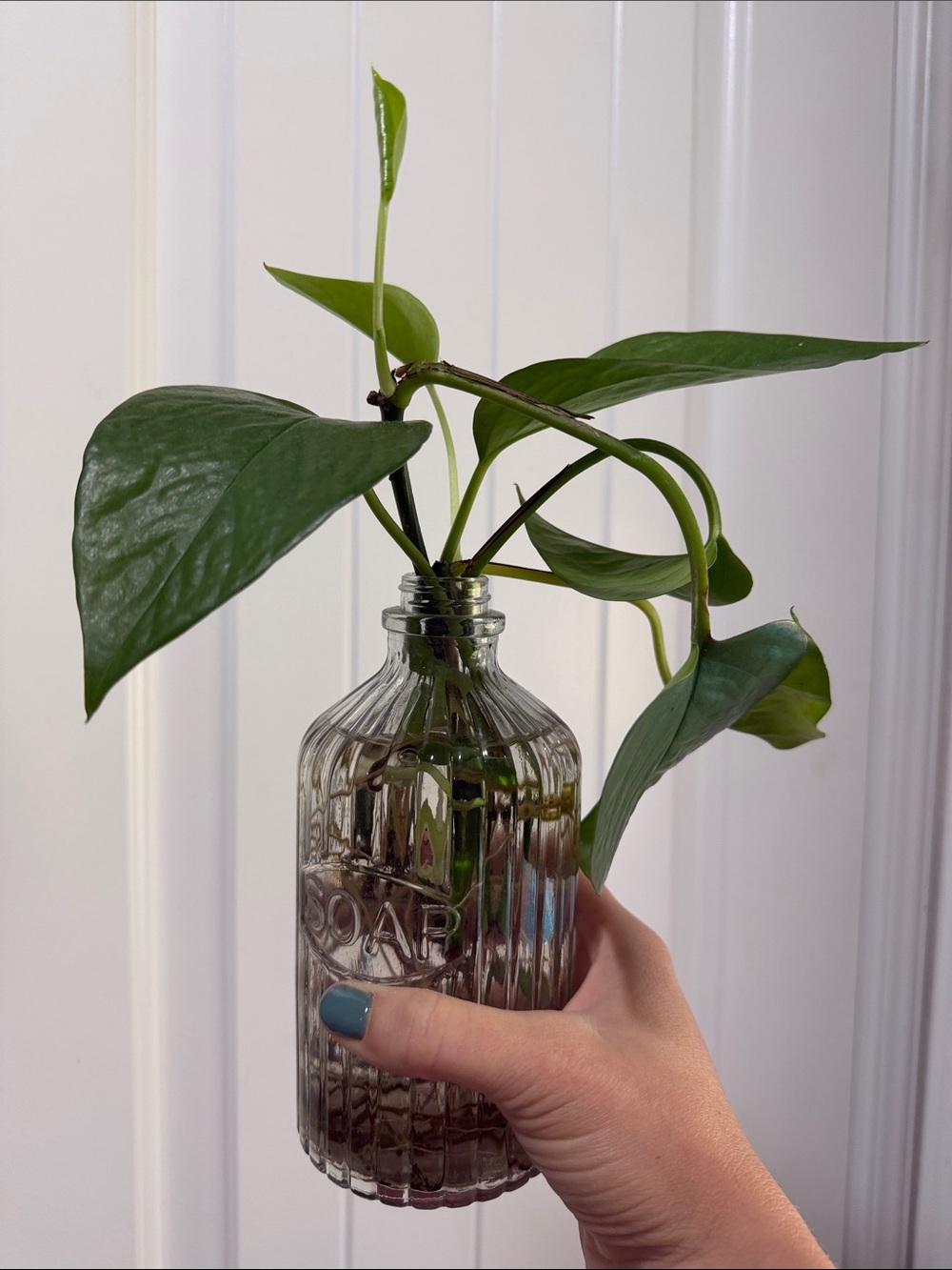 Pothos Cutting